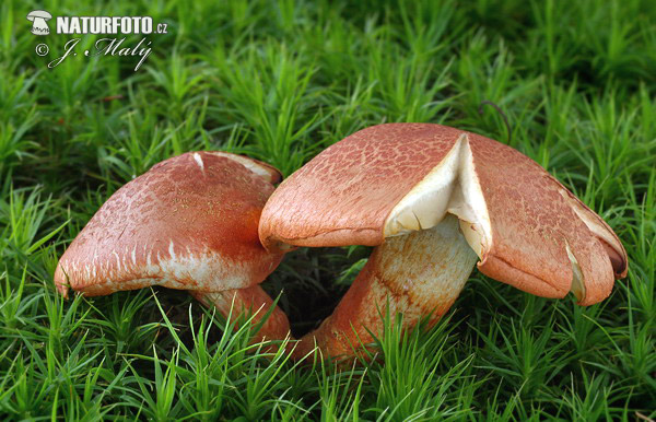 pavučinovec červenošupinkatý (Cortinarius bolaris)