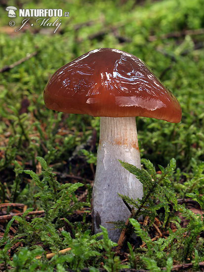 pavučinovec - Cortinarius stillatitius (Cortinarius stillatitius)