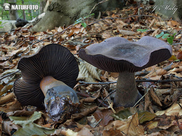 pavučinovec fialový (Cortinarius violaceus)