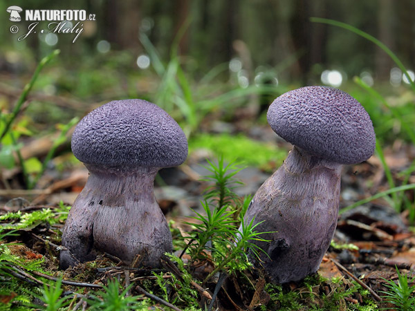 pavučinovec fialový (Cortinarius violaceus)