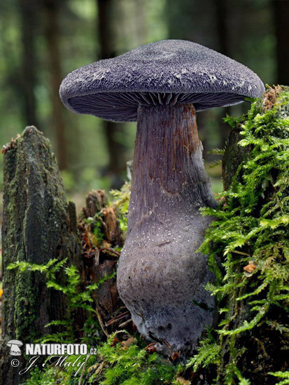 pavučinovec fialový (Cortinarius violaceus)