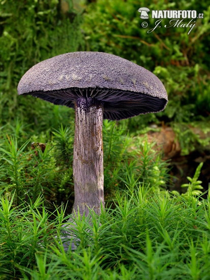 pavučinovec fialový (Cortinarius violaceus)