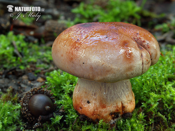 pavučinovec hrdzavoolivový (Cortinarius rufo-olivaceus)