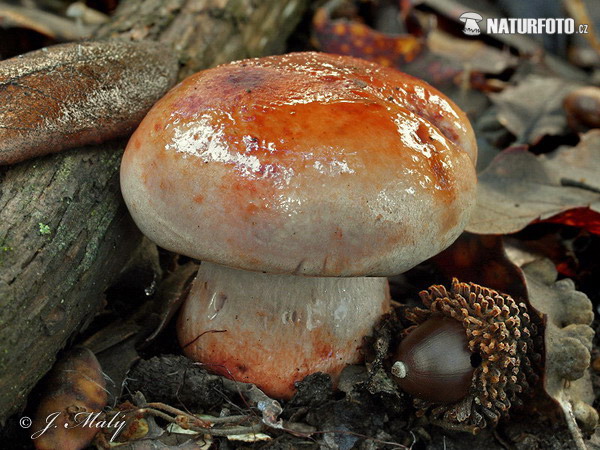 pavučinovec hrdzavoolivový (Cortinarius rufo-olivaceus)