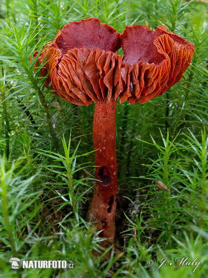 pavučinovec krvavý (Cortinarius sanguineus)