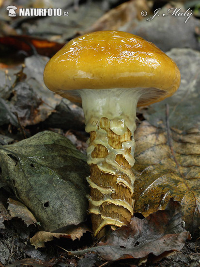 pavučinovec osikový (Cortinarius trivialis)