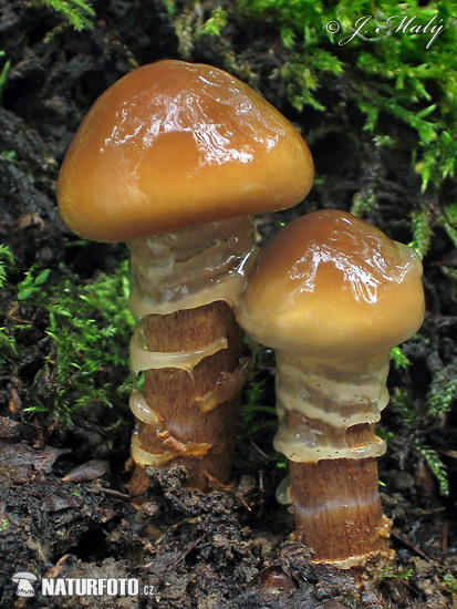 pavučinovec osikový (Cortinarius trivialis)