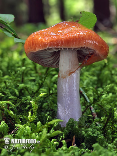 pavučinovec plavooranžový (Cortinarius collinitus)