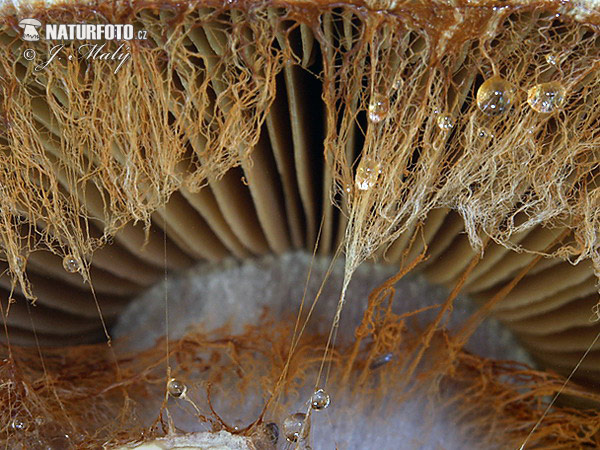 pavučinovec smradľavý (Cortinarius traganus)