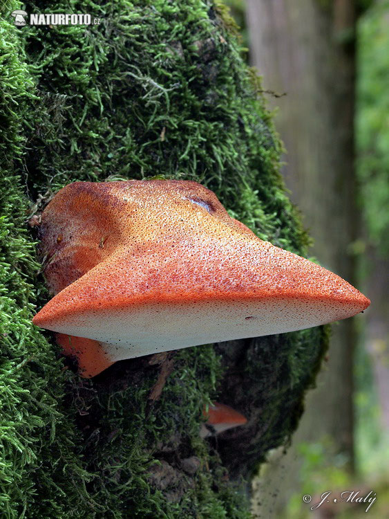 pečeňovec dubový (Fistulina hepatica)