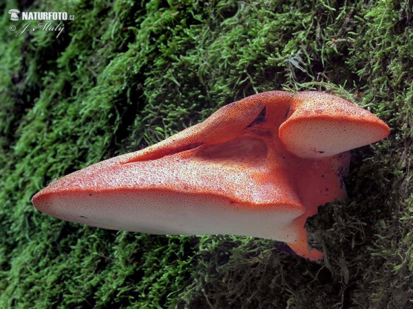 Pečeňovec dubový (Fistulina hepatica)