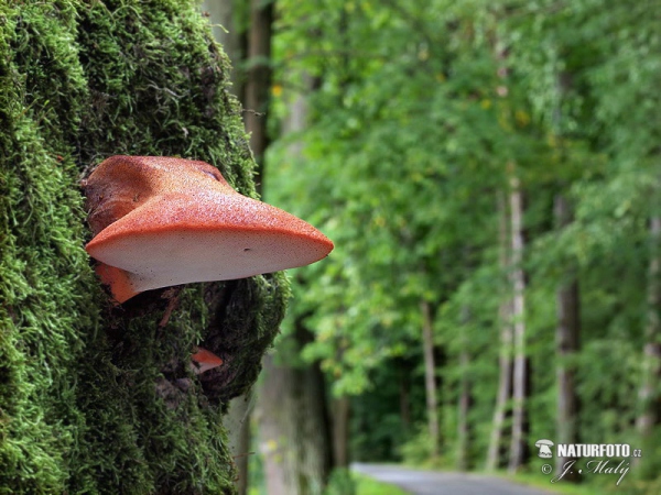 Pečeňovec dubový (Fistulina hepatica)