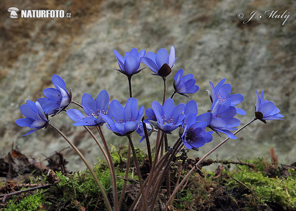 Pečeňovník trojlaločný (Hepatica nobilis)