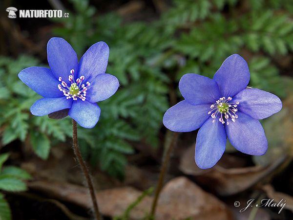 Pečeňovník trojlaločný (Hepatica nobilis)