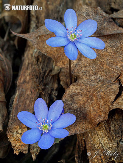 Pečeňovník trojlaločný (Hepatica nobilis)