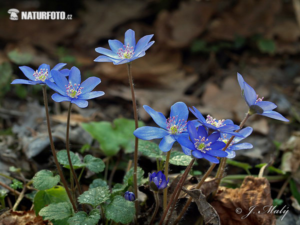 Pečeňovník trojlaločný (Hepatica nobilis)