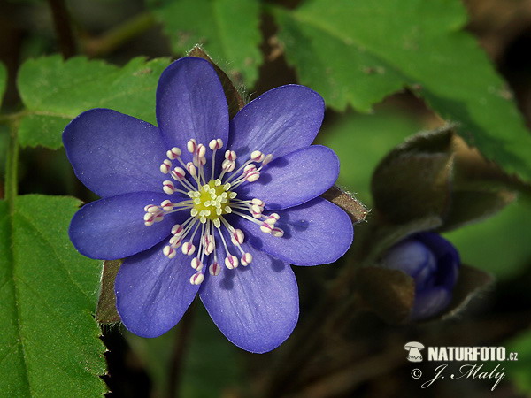 Pečeňovník trojlaločný (Hepatica nobilis)