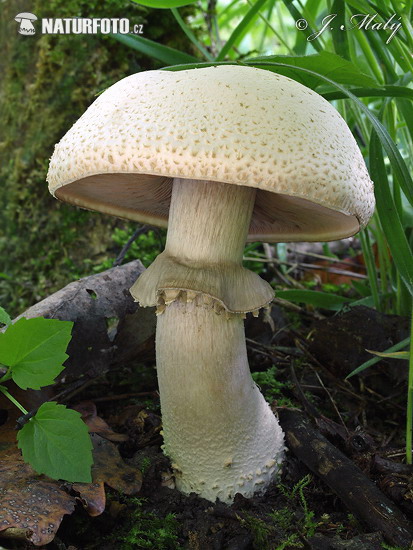 pečiarka Benešova (Agaricus benesii)