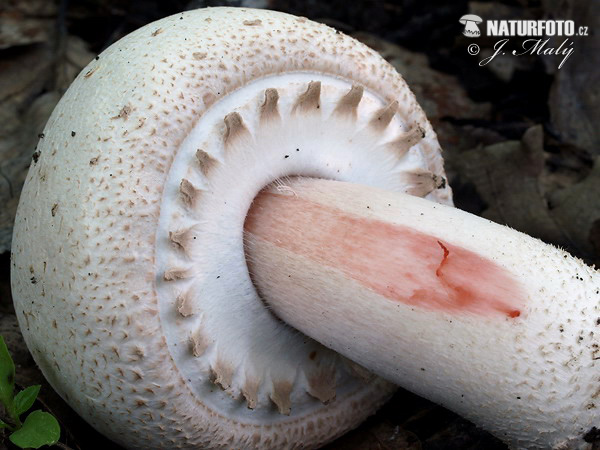 pečiarka Benešova (Agaricus benesii)