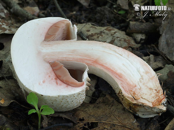 pečiarka Benešova (Agaricus benesii)