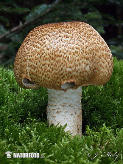 pečiarka obrovská (Agaricus augustus)