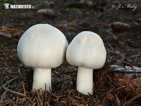 pečiarka páchnuca (Agaricus xanthoderma)