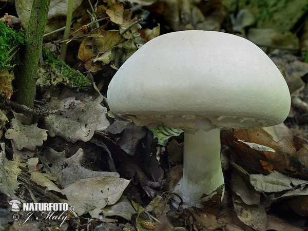 pečiarka páchnuca (Agaricus xanthoderma)