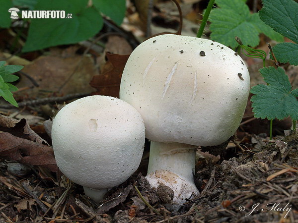 pečiarka páchnuca (Agaricus xanthoderma)