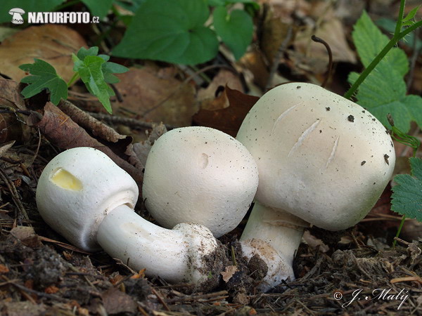 pečiarka páchnuca (Agaricus xanthoderma)