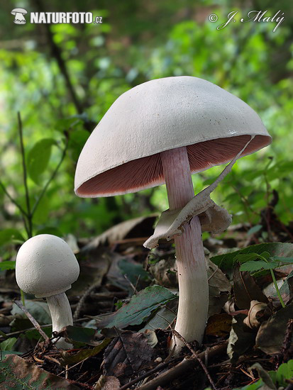 pečiarka páchnuca (Agaricus xanthoderma)