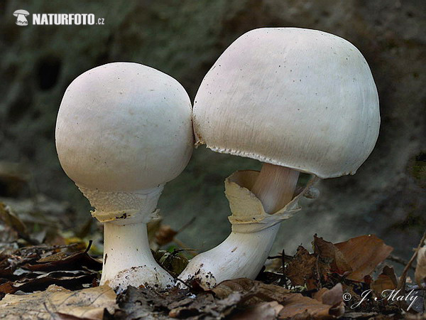 pečiarka páchnuca (Agaricus xanthoderma)