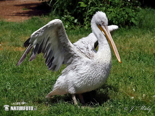 Pelikán kučeravý (Pelecanus crispus)