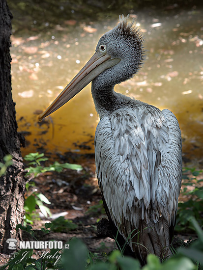 Pelikán kučeravý (Pelecanus crispus)