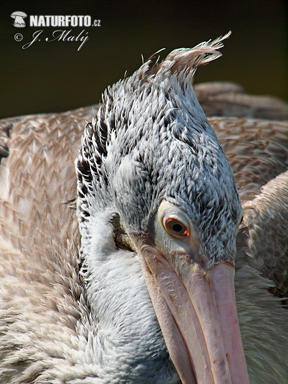 Pelikán kučeravý (Pelecanus crispus)