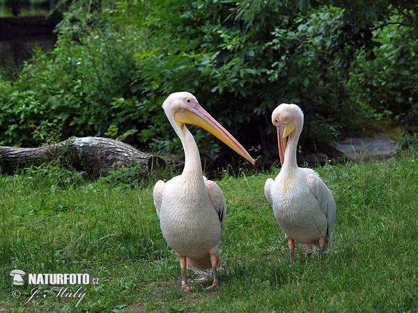 Pelikán ružový (Pelecanus onocrotalus)