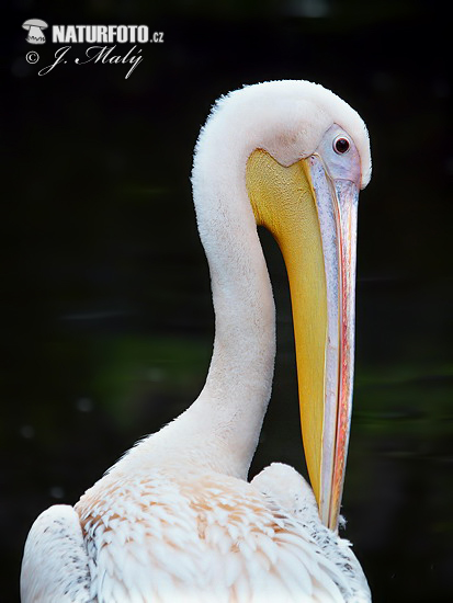 Pelikán ružový (Pelecanus onocrotalus)