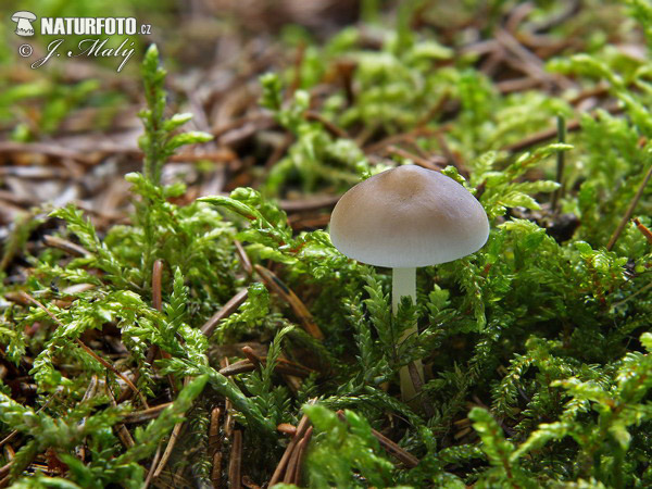 peniazočka smreková (Strobilurus esculentus)