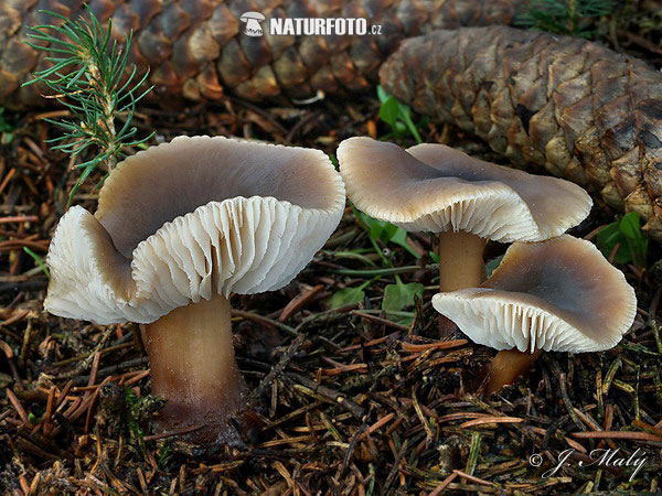 peniazovka maslová sivá (Rhodocollybia butyracea f. butyracea)