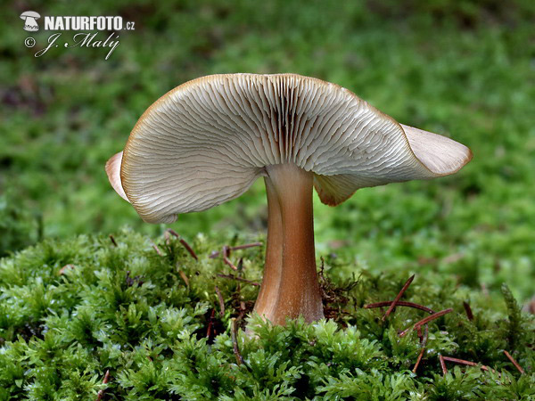 peniazovka maslová sivá (Rhodocollybia butyracea f. asema)