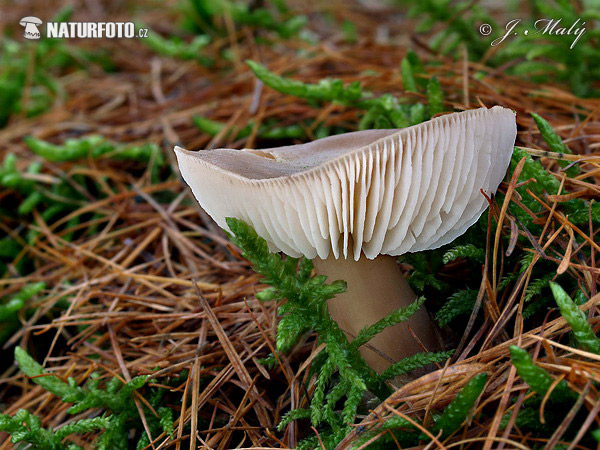 peniazovka maslová sivá (Rhodocollybia butyracea f. asema)