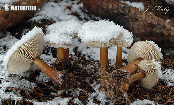 peniazovka maslová sivá (Rhodocollybia butyracea f. asema)