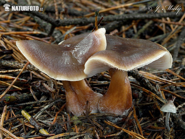 peniazovka maslová (Rhodocollybia butyracea f. butyracea)