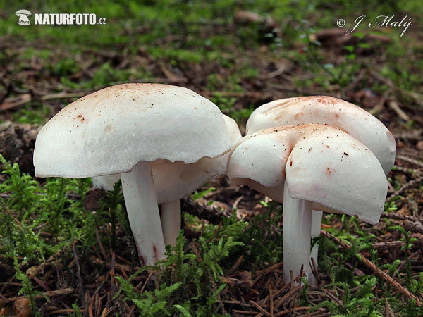 peniazovka škvrnitá (Penizovka skvrnita - Rhodocollybia maculata)