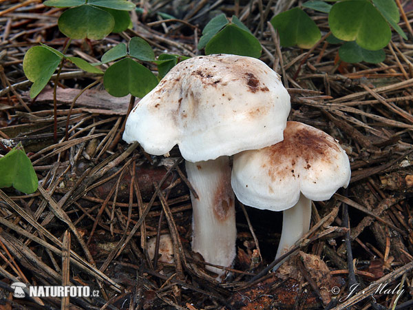 peniazovka škvrnitá (Penizovka skvrnita - Rhodocollybia maculata)