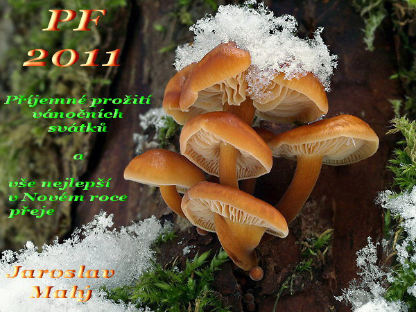 PF 2011 (PF 2011)