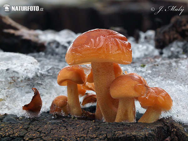 plamienka zimná (Flammulina velutipes)