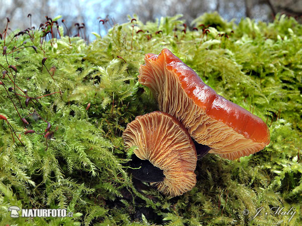 plamienka zimná (Flammulina velutipes)