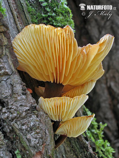 plamienka zimná (Flammulina velutipes)