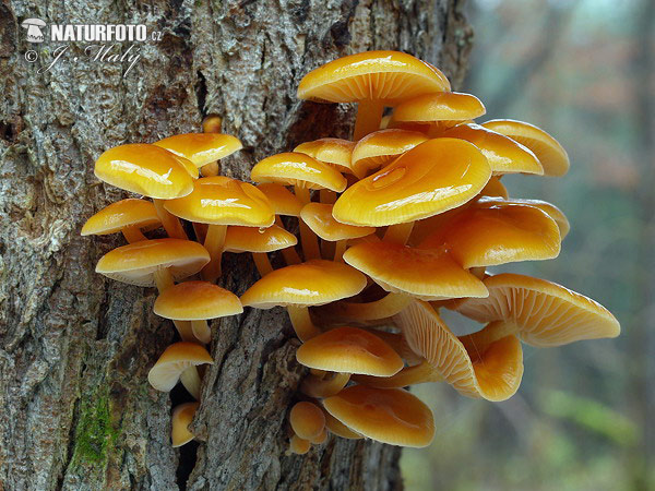 plamienka zimná (Flammulina velutipes)