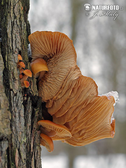 plamienka zimná (Flammulina velutipes)